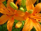 I have these lillies everywhere, I love the bright color.